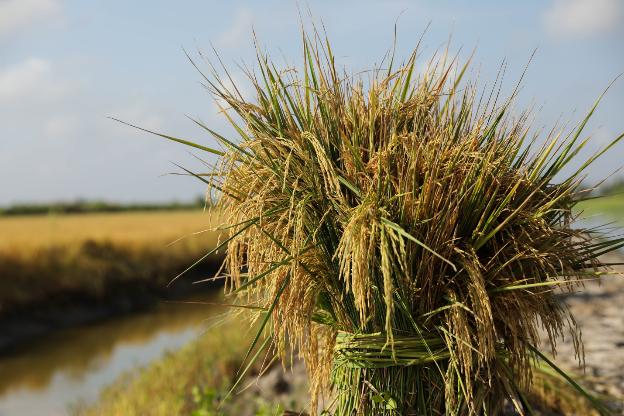 Hạt gạo từ lúa tôm là sản phẩm sạch, tiệm cận với các tiêu chí của sản phẩm hữu cơ